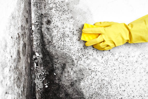 Best Fast Mold Removal  in Gardende, AL