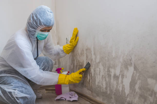 Best Certified Mold Removal  in Gardende, AL