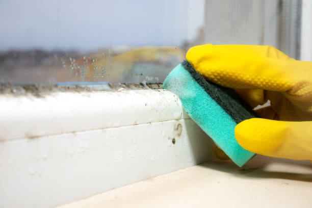 Best Black Mold Removal  in Gardende, AL