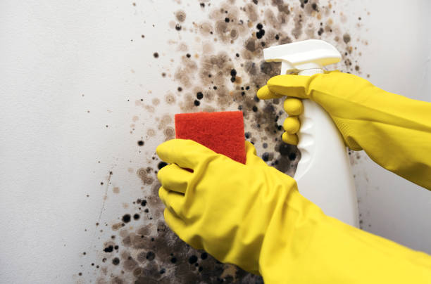 Attic Mold Removal in Gardendale, AL